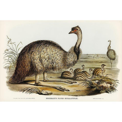 The Emu-Dromaius Novae-Hollandiae Black Modern Wood Framed Art Print with Double Matting by Gould, John