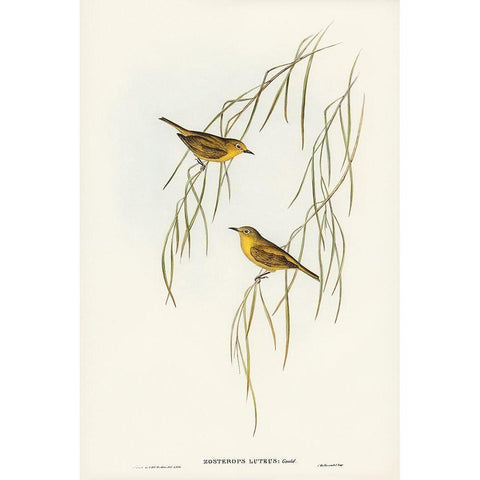 Yellow Zosterops-Zosterops lutcus White Modern Wood Framed Art Print by Gould, John