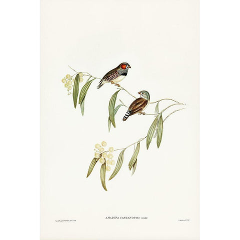 Chestnut-eared Finch-Amadina castanotis Gold Ornate Wood Framed Art Print with Double Matting by Gould, John