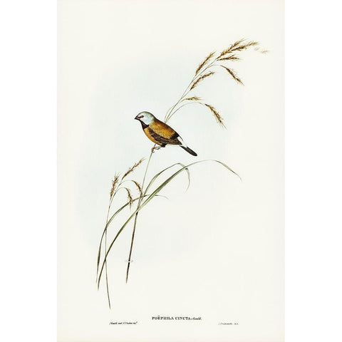 Banded Grass Finch-Poephila cincta White Modern Wood Framed Art Print by Gould, John