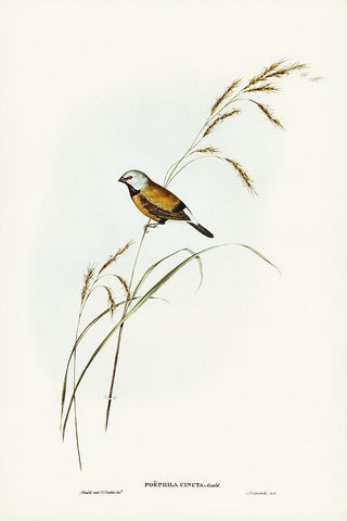 Banded Grass Finch-Poephila cincta White Modern Wood Framed Art Print with Double Matting by Gould, John