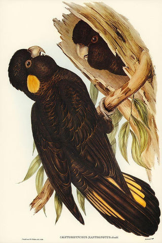 Yellow-eared Black Cockatoo-Calyptorhynchus xanthonotus White Modern Wood Framed Art Print with Double Matting by Gould, John