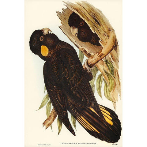 Yellow-eared Black Cockatoo-Calyptorhynchus xanthonotus Black Modern Wood Framed Art Print with Double Matting by Gould, John