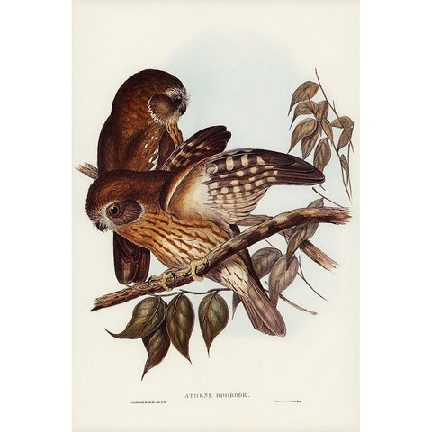 Boobook Owl-Athene boobook Gold Ornate Wood Framed Art Print with Double Matting by Gould, John