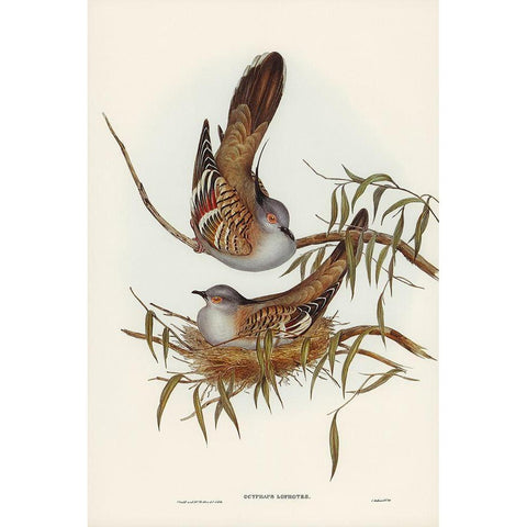 Crested Pigeon-Ocyphaps Lophotes White Modern Wood Framed Art Print by Gould, John