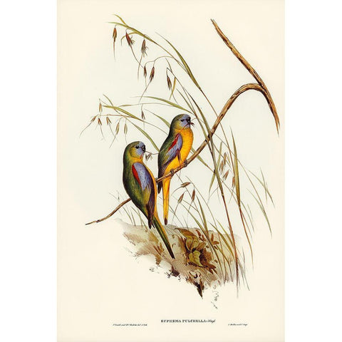 Chestnut-shouldered Grass-Parakeet-Euphema pulchella White Modern Wood Framed Art Print by Gould, John