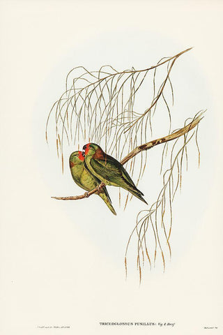 Little Lorikeet-Trichoglossus pusillus White Modern Wood Framed Art Print with Double Matting by Gould, John