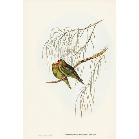 Little Lorikeet-Trichoglossus pusillus White Modern Wood Framed Art Print by Gould, John