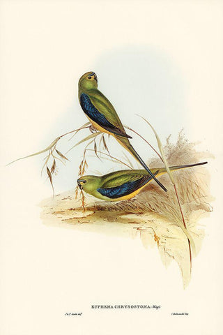 Blue-banded Grass-Parakeet-Euphema chrysostoma White Modern Wood Framed Art Print with Double Matting by Gould, John