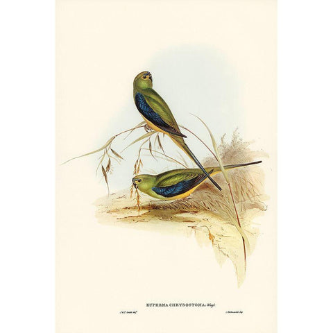 Blue-banded Grass-Parakeet-Euphema chrysostoma Black Modern Wood Framed Art Print with Double Matting by Gould, John