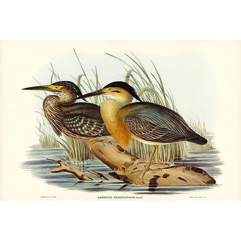 Little Grey Bittern-Ardetta stagnatilis Gold Ornate Wood Framed Art Print with Double Matting by Gould, John