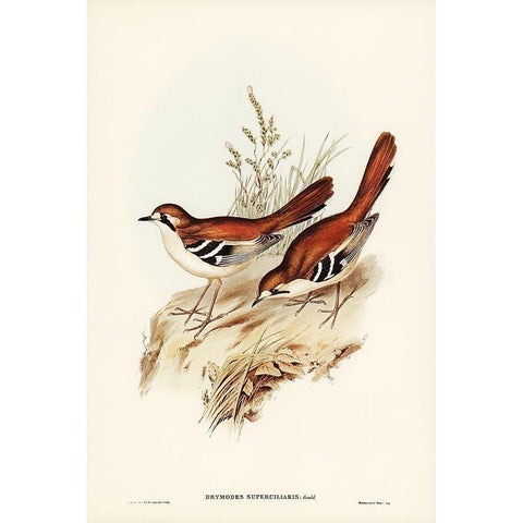 Eastern Scrub-Robin-Drymodes superciliaris Black Modern Wood Framed Art Print with Double Matting by Gould, John