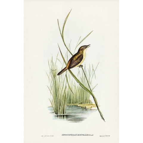 Reed Warbler-Acrocephalus Australis Gold Ornate Wood Framed Art Print with Double Matting by Gould, John