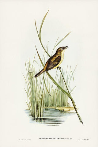 Reed Warbler-Acrocephalus Australis White Modern Wood Framed Art Print with Double Matting by Gould, John