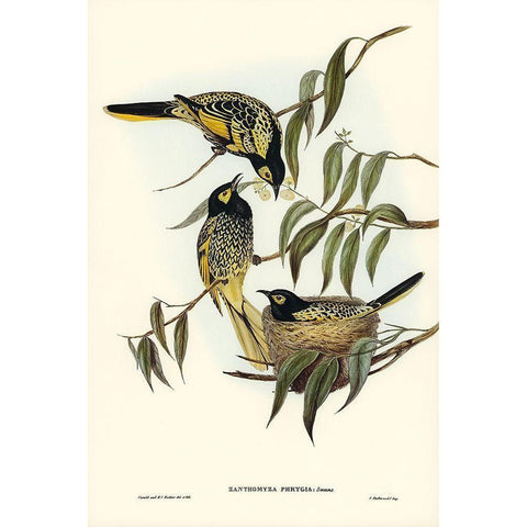 Warty-faced Honey-eater-Zanthomyza Phrygia White Modern Wood Framed Art Print by Gould, John