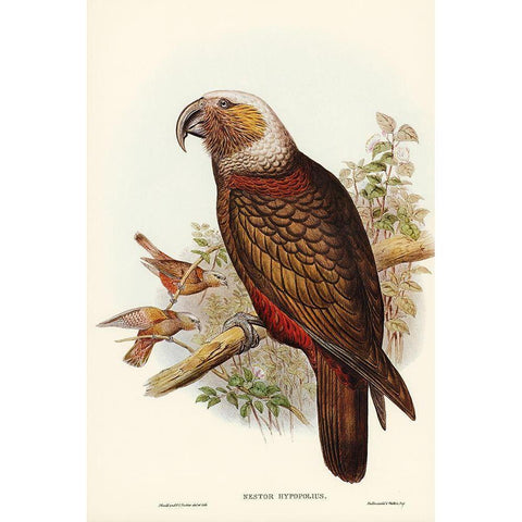 Ka-ka Parrot-Nestor hypopolius Gold Ornate Wood Framed Art Print with Double Matting by Gould, John