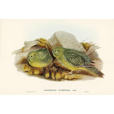 Nocturnal Ground-Parakeet-Geopsittacus occidentalis Gold Ornate Wood Framed Art Print with Double Matting by Gould, John