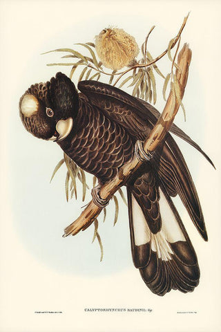 Baudins Cockatoo-Calyptorhynchus Baudinii White Modern Wood Framed Art Print with Double Matting by Gould, John