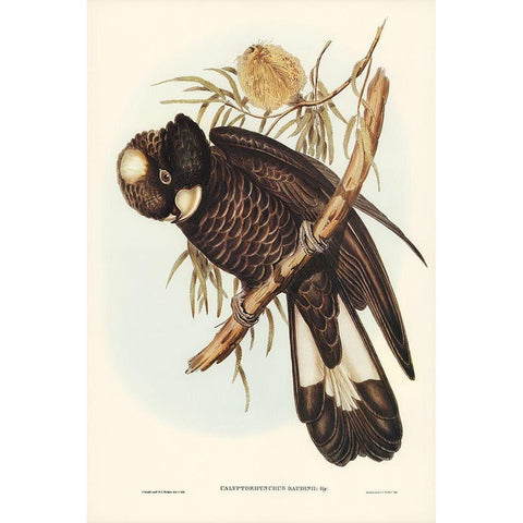 Baudins Cockatoo-Calyptorhynchus Baudinii White Modern Wood Framed Art Print by Gould, John