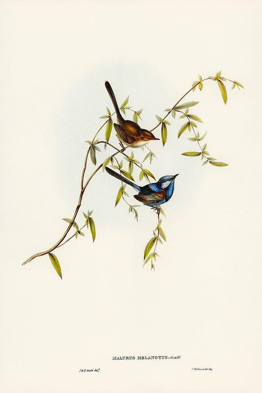 Image Only