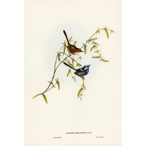 Black-backed Wren-Malurus melanotus White Modern Wood Framed Art Print by Gould, John