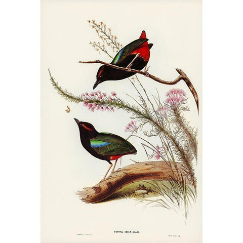 Rainbow Pitta-Pitta Iris Black Modern Wood Framed Art Print with Double Matting by Gould, John