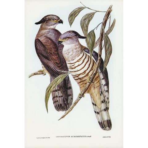 Crested Hawk-Lepidogenys subcristatus Gold Ornate Wood Framed Art Print with Double Matting by Gould, John