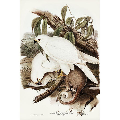 White Goshawk-Astur Nova-Hollandix-albino White Modern Wood Framed Art Print by Gould, John