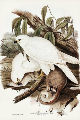 White Goshawk-Astur Nova-Hollandix-albino Black Ornate Wood Framed Art Print with Double Matting by Gould, John