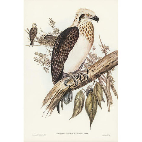 White-headed Osprey-Pandion leucocephalus White Modern Wood Framed Art Print by Gould, John