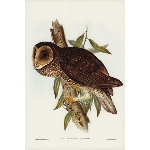 Sooty Owl-Strix tenebricosus Gold Ornate Wood Framed Art Print with Double Matting by Gould, John