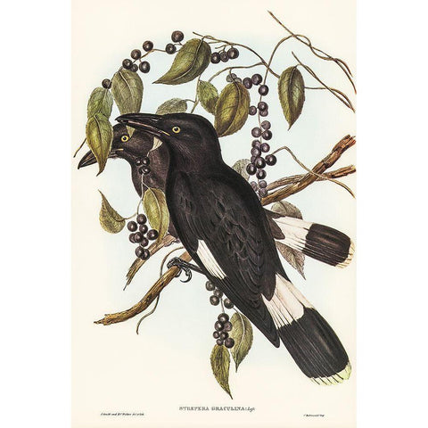 Great Crow-Shrike-Strepera graculina Gold Ornate Wood Framed Art Print with Double Matting by Gould, John