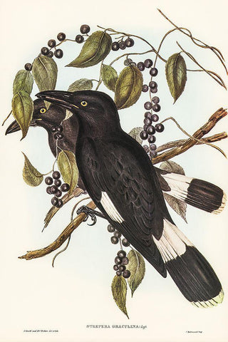 Great Crow-Shrike-Strepera graculina Black Ornate Wood Framed Art Print with Double Matting by Gould, John