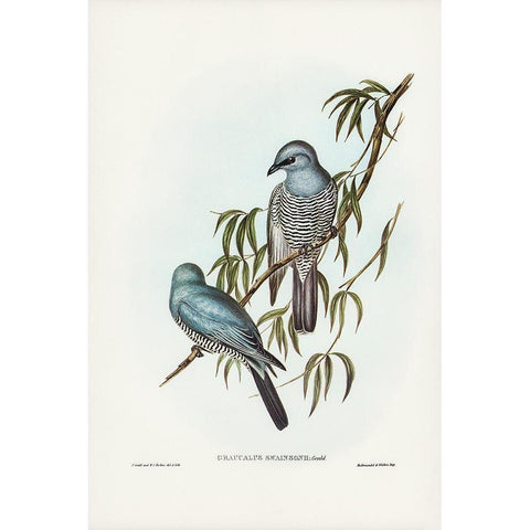 Swainsonâ€™s Graucalus-Graucalus Swainsonii White Modern Wood Framed Art Print by Gould, John