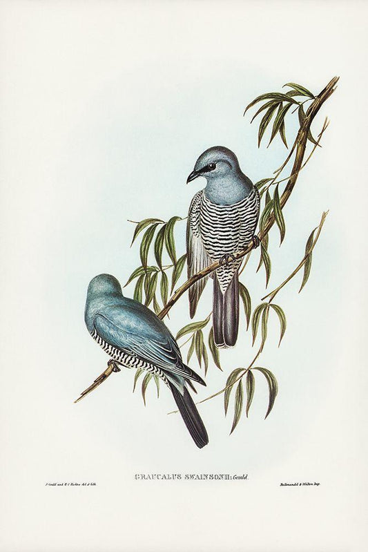 Image Only