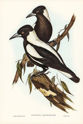 White-backed Crow-Shrike-Gymnorhina leuconota Black Ornate Wood Framed Art Print with Double Matting by Gould, John