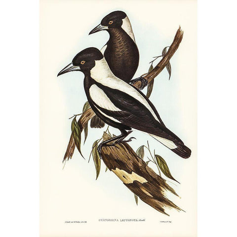 White-backed Crow-Shrike-Gymnorhina leuconota Black Modern Wood Framed Art Print with Double Matting by Gould, John