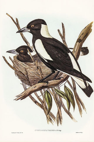 Piping Crow-Shrike-Gymnorhina Tibicen Black Ornate Wood Framed Art Print with Double Matting by Gould, John