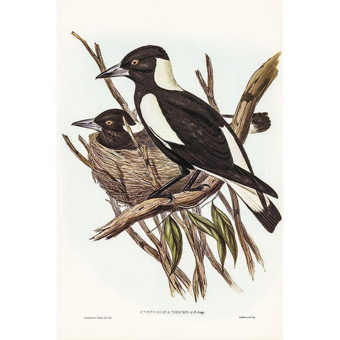 Piping Crow-Shrike-Gymnorhina Tibicen White Modern Wood Framed Art Print by Gould, John