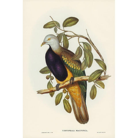 Magnificent Fruit Pigeon-Carpophaga magnifica Black Modern Wood Framed Art Print with Double Matting by Gould, John