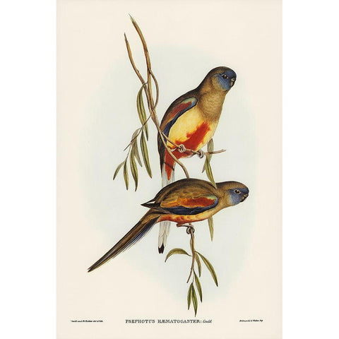 Crimson-bellied Parakeet-Psephotus haematogaster Gold Ornate Wood Framed Art Print with Double Matting by Gould, John