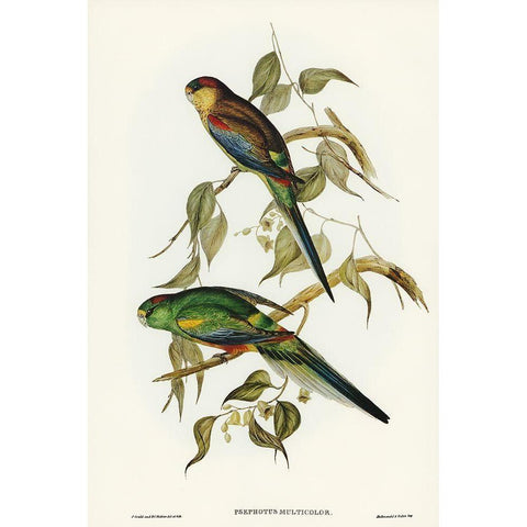 Many-coloured Parakeet-Psephotus multicolor Black Modern Wood Framed Art Print with Double Matting by Gould, John