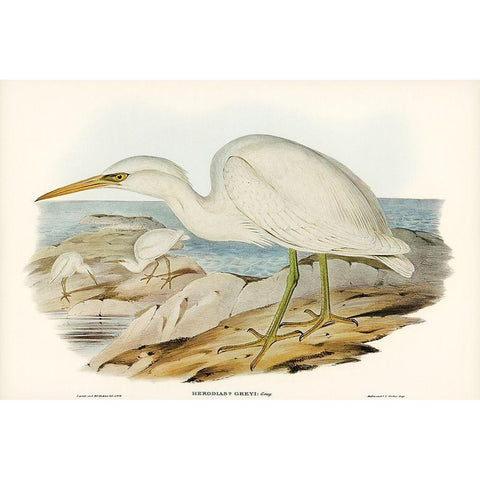 White Reef Heron-Herodias Greyi Black Modern Wood Framed Art Print with Double Matting by Gould, John