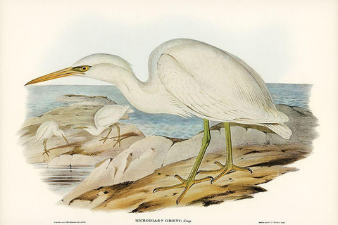 White Reef Heron-Herodias Greyi White Modern Wood Framed Art Print with Double Matting by Gould, John