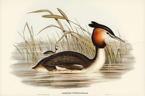 Australian Tippet Grabe-Podiceps Australis Black Ornate Wood Framed Art Print with Double Matting by Gould, John