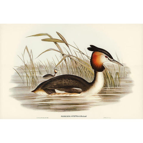 Australian Tippet Grabe-Podiceps Australis Gold Ornate Wood Framed Art Print with Double Matting by Gould, John