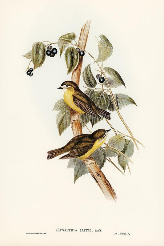Image Only
