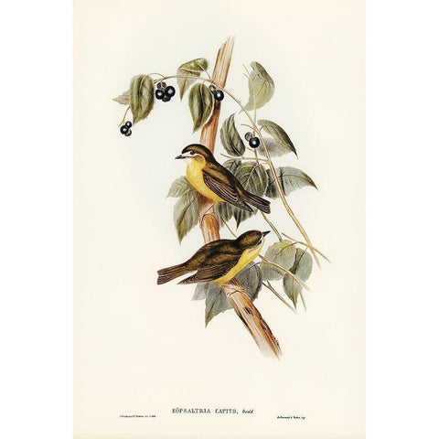 Large-headed Robin-Eopsaltria capito White Modern Wood Framed Art Print by Gould, John