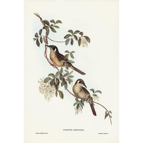 Singing Honey-eater-Ptilotis sonorus White Modern Wood Framed Art Print by Gould, John