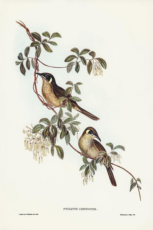 Image Only